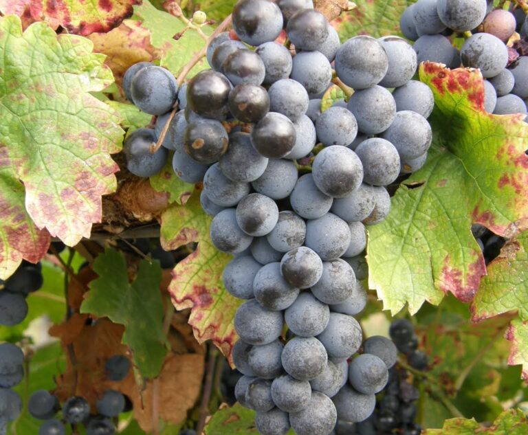 Kékfrankos szőlő
